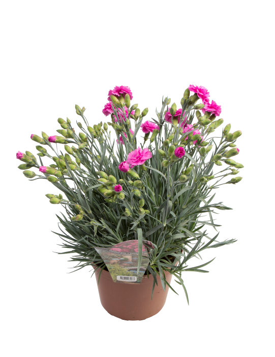 Nelliker Dianthus hybrid 17 cm potte